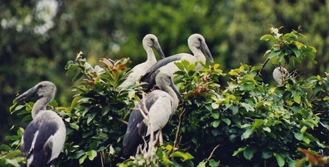 Pakshipathalam bird sanctuary