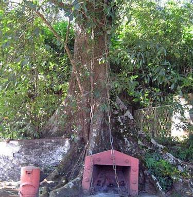 Chain tree Wayanad
