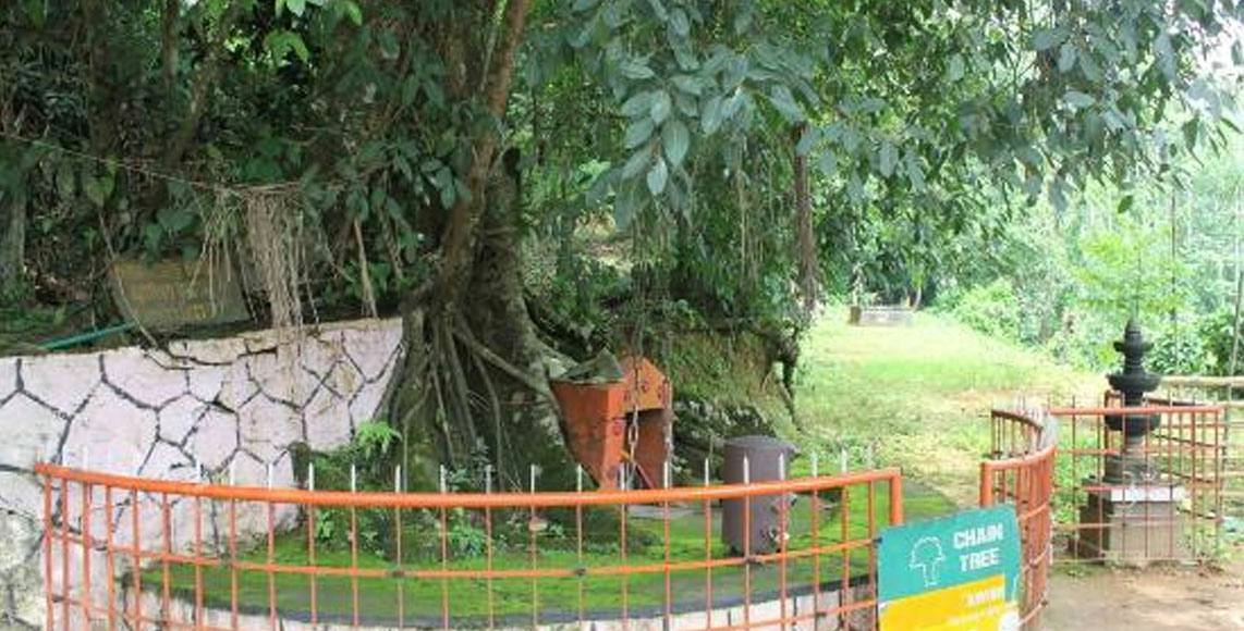 Chain tree Wayanad Chain tree Wayanad