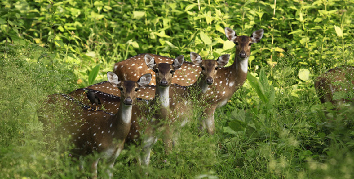 Muthanga Wildflife Sanctuary Muthanga Wildflife Sanctuary